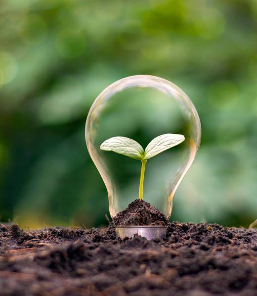 A tree growing in an energy efficient light bulb, the concept of A tree growing in an energy efficient light bulb, the concept of environmentally friendly and sustainable energy options.